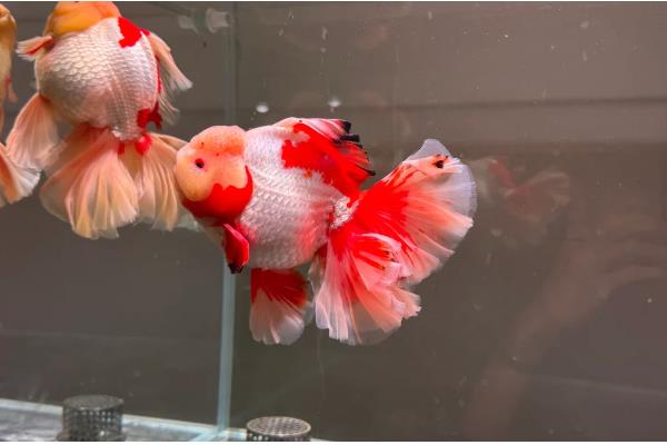 养泰狮金鱼的适宜水深,可保持在40-50厘米