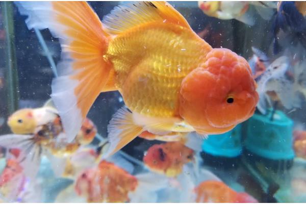 养泰狮金鱼的适宜水深,可保持在40-50厘米