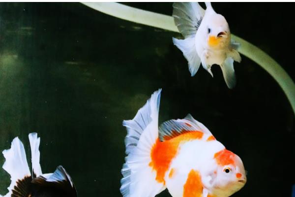 养泰狮金鱼的适宜水深,可保持在40-50厘米