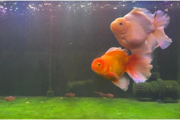 养泰狮金鱼的适宜水深,可保持在40-50厘米