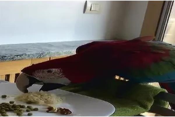 鹦鹉能不能吃熟米饭，只能偶尔饲喂