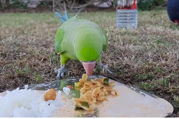 鹦鹉能不能吃熟米饭，只能偶尔饲喂