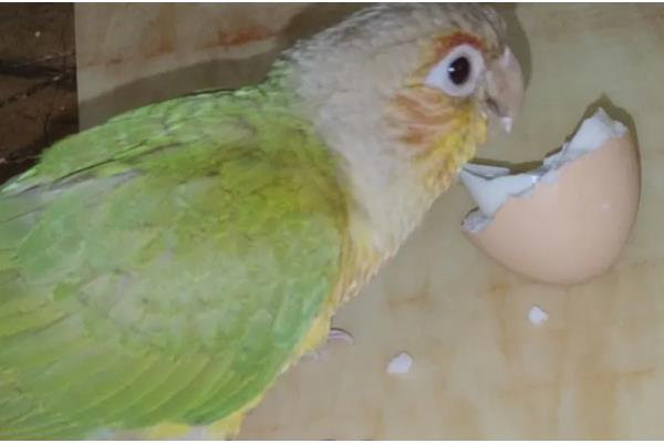 鹦鹉能不能吃熟米饭，只能偶尔饲喂