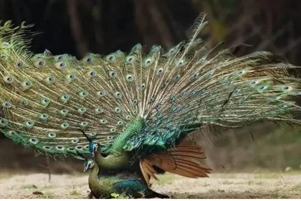 孔雀繁殖后代的方法，交配后会产卵