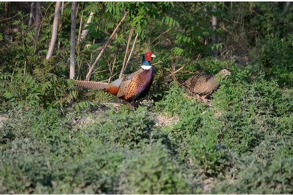 孔雀繁殖后代的方法，交配后会产卵
