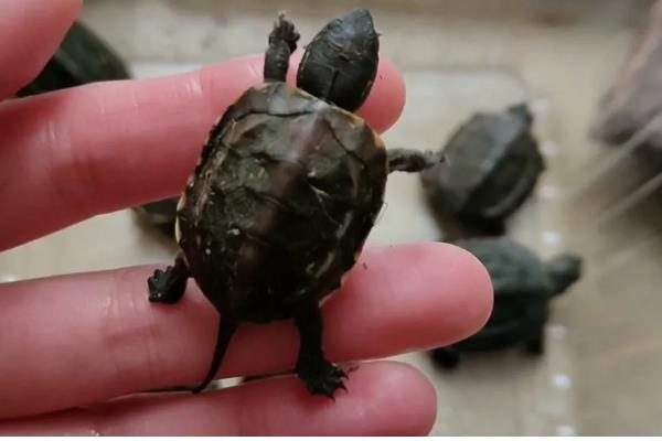 小草龟一年可以长多大，一年只能长1-2厘米左右
