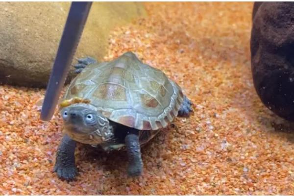 小草龟一年可以长多大，一年只能长1-2厘米左右