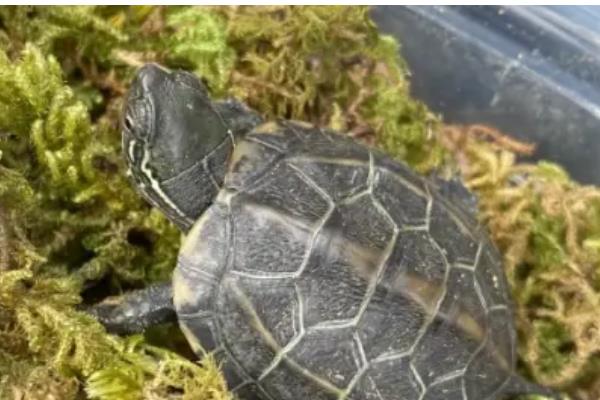 小草龟一年可以长多大，一年只能长1-2厘米左右