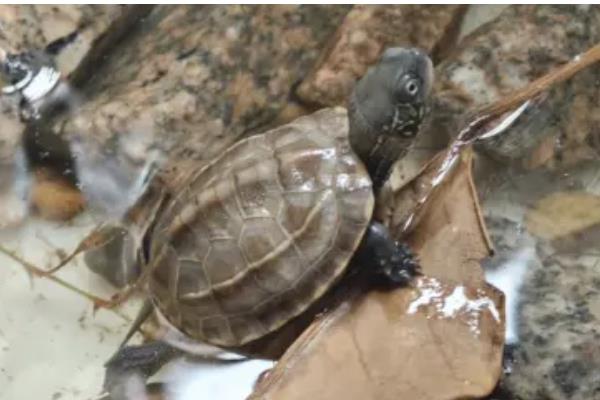 小草龟一年可以长多大，一年只能长1-2厘米左右