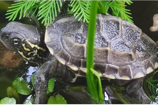 小草龟一年可以长多大，一年只能长1-2厘米左右