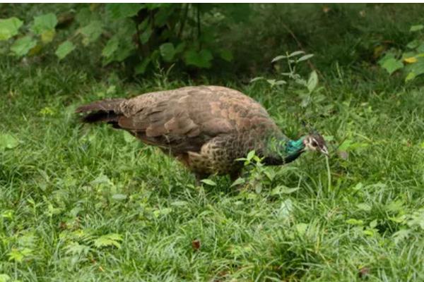 孔雀繁殖后代的方法，交配后会产卵