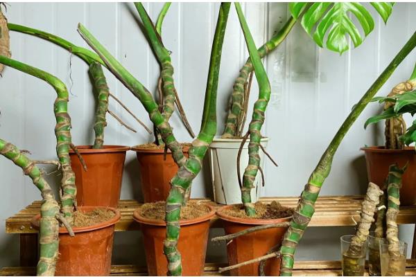 龟背竹老桩的催芽方法，选择在每年6月底进行