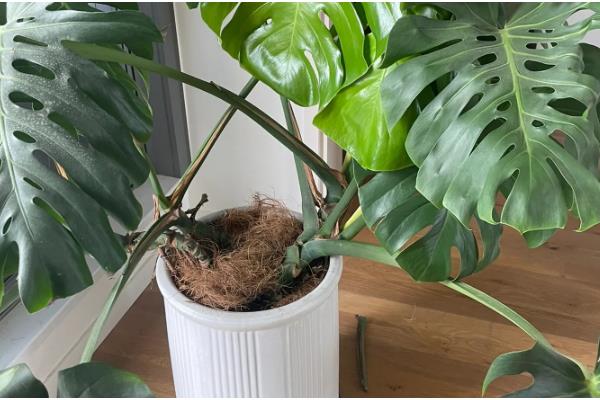 龟背竹老桩的催芽方法，选择在每年6月底进行