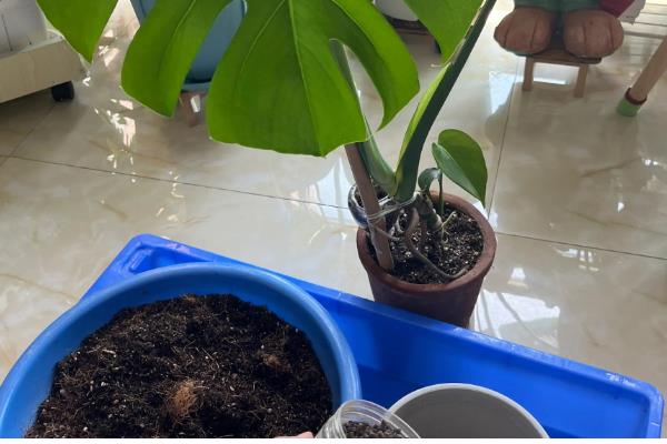 龟背竹老桩的催芽方法，选择在每年6月底进行