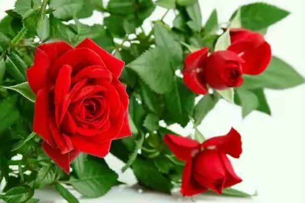 玫瑰花的种类,有一万五千多种