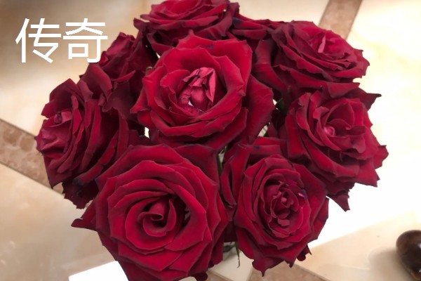 玫瑰花的种类,有一万五千多种