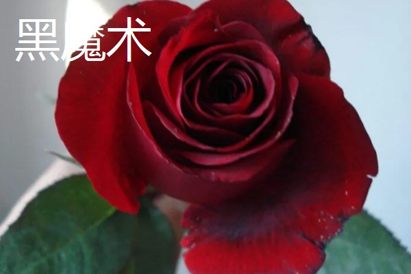 玫瑰花的种类,有一万五千多种