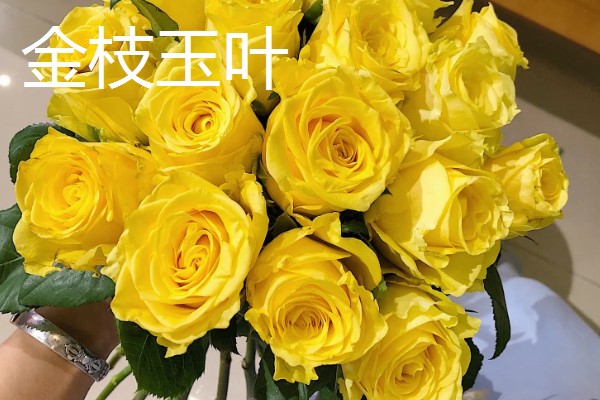 玫瑰花的种类,有一万五千多种