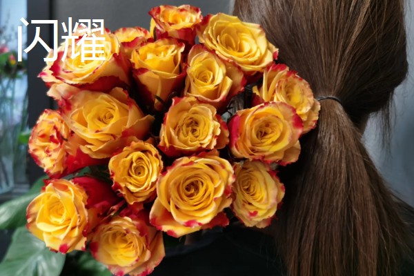 玫瑰花的种类,有一万五千多种