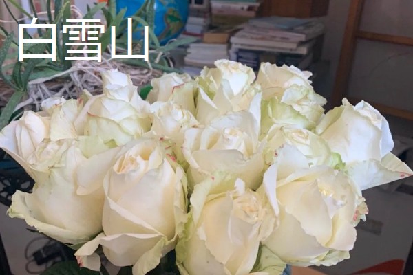 玫瑰花的种类,有一万五千多种