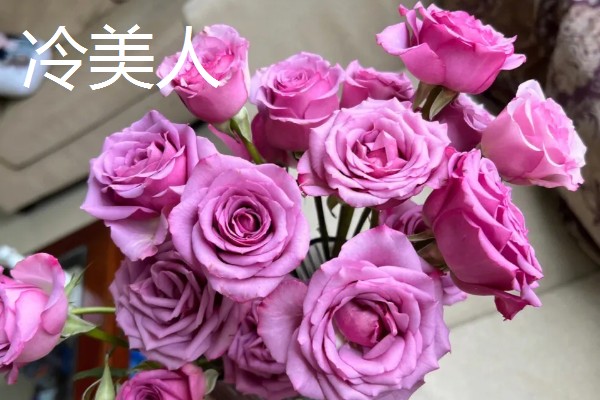 玫瑰花的种类,有一万五千多种