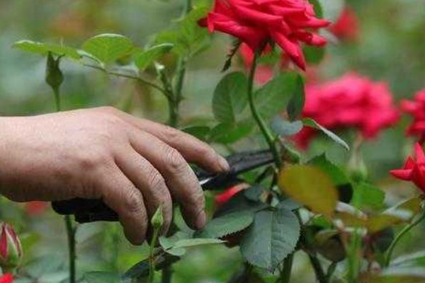 玫瑰花的种类,有一万五千多种