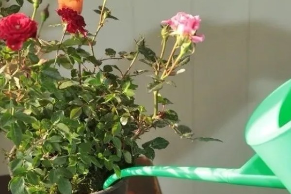 玫瑰花的种类,有一万五千多种