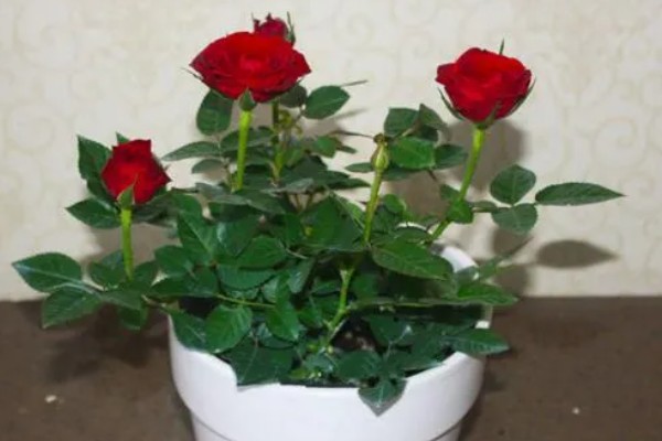 玫瑰花的种类,有一万五千多种