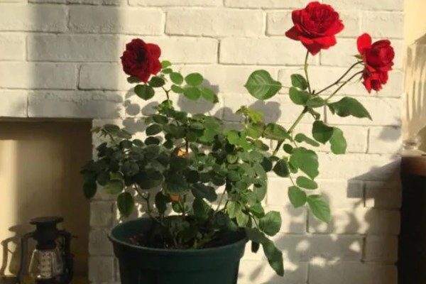 玫瑰花的种类,有一万五千多种