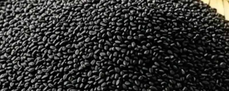 韭菜籽多久发芽，一般会在1个星期左右发芽