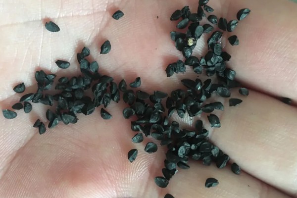 韭菜籽多久发芽，一般会在1个星期左右发芽