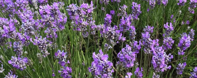 薰衣草用哪种土壤种植，以深厚肥沃、疏松透气、富含硅钙质的土壤为宜