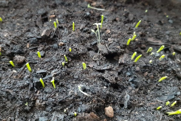 韭菜籽多久发芽，一般会在1个星期左右发芽