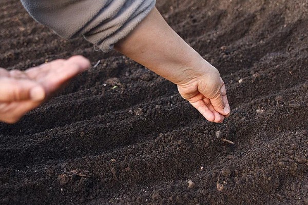 韭菜籽多久发芽，一般会在1个星期左右发芽