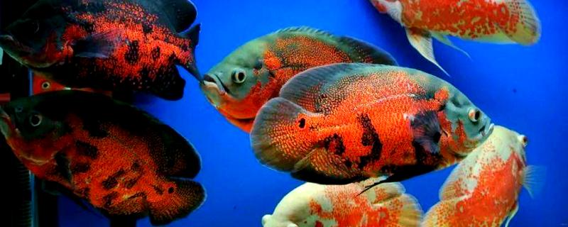 地图鱼如何分公母，体型和外观均不同