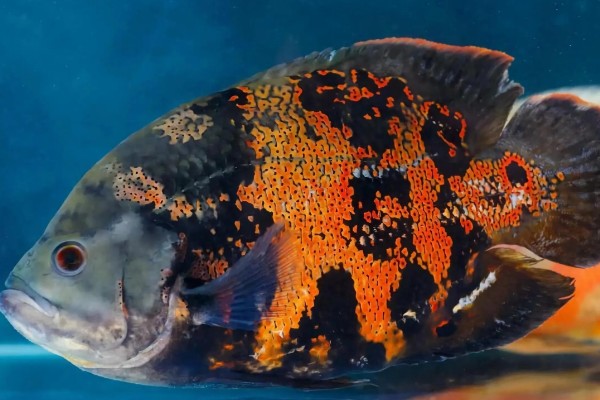 地图鱼如何分公母，体型和外观均不同