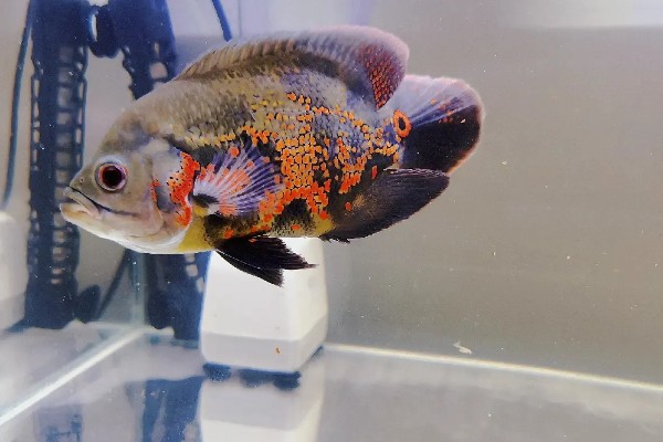 地图鱼如何分公母，体型和外观均不同