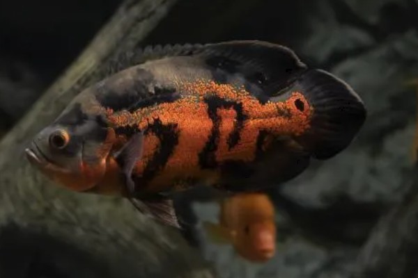 地图鱼如何分公母，体型和外观均不同