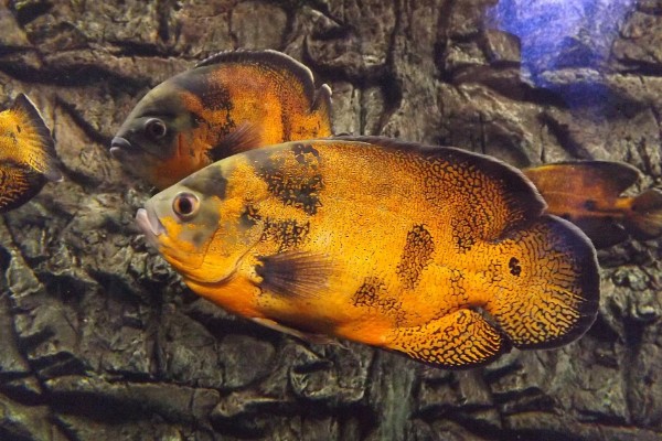 地图鱼如何分公母，体型和外观均不同