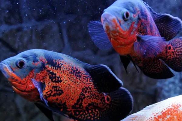 地图鱼如何分公母，体型和外观均不同