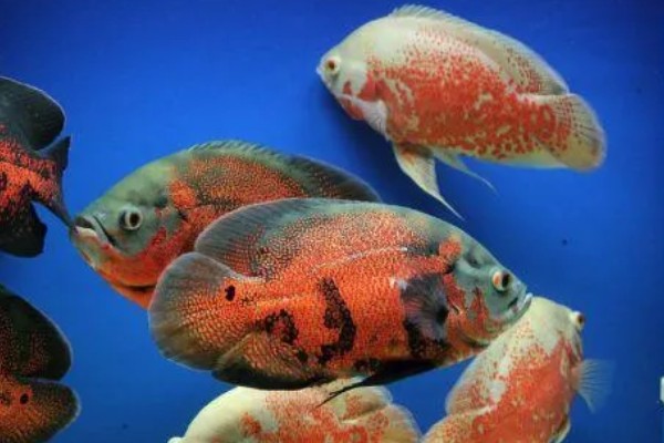 地图鱼如何分公母，体型和外观均不同