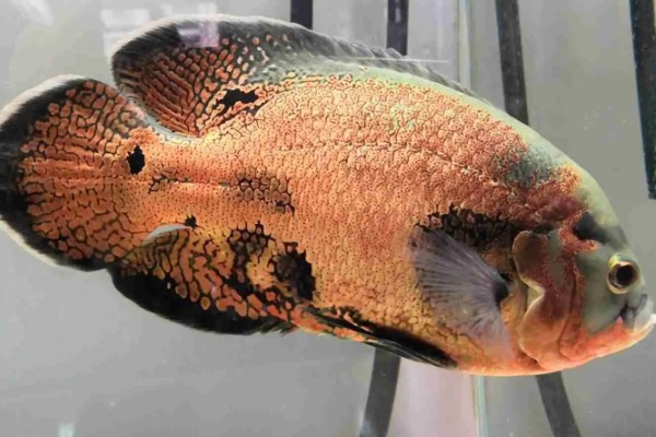 地图鱼如何分公母，体型和外观均不同