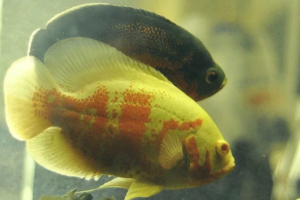 地图鱼如何分公母，体型和外观均不同