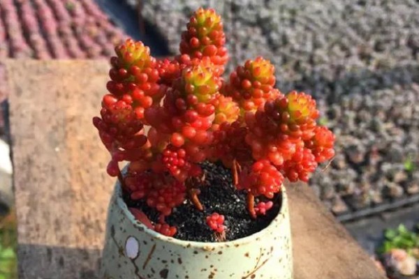 红色浆果多肉的养殖方法，春秋冬三季可以接受直射光