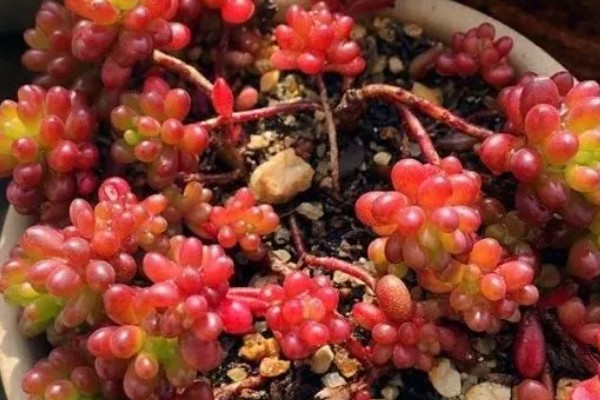 红色浆果多肉的养殖方法，春秋冬三季可以接受直射光