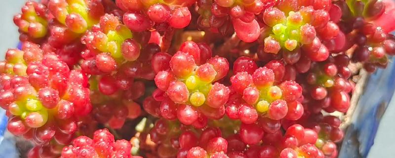 红色浆果多肉的养殖方法，春秋冬三季可以接受直射光