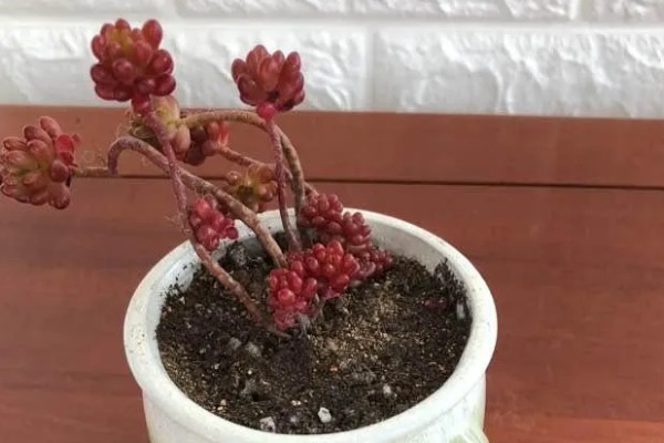 红色浆果多肉的养殖方法，春秋冬三季可以接受直射光