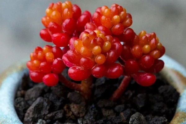 红色浆果多肉的养殖方法，春秋冬三季可以接受直射光
