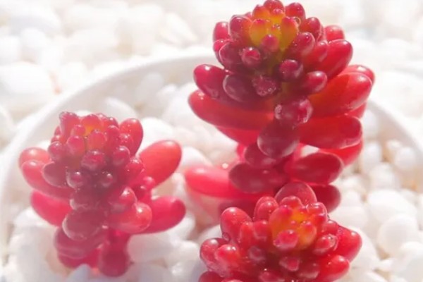 红色浆果多肉的养殖方法，春秋冬三季可以接受直射光