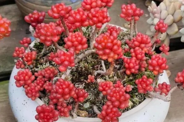 红色浆果多肉的养殖方法，春秋冬三季可以接受直射光